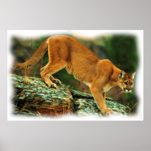 AFFICHE PUMA