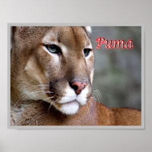 Affiche Puma argentine -