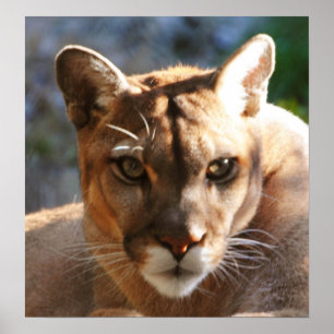 Affiche Puma Closeup