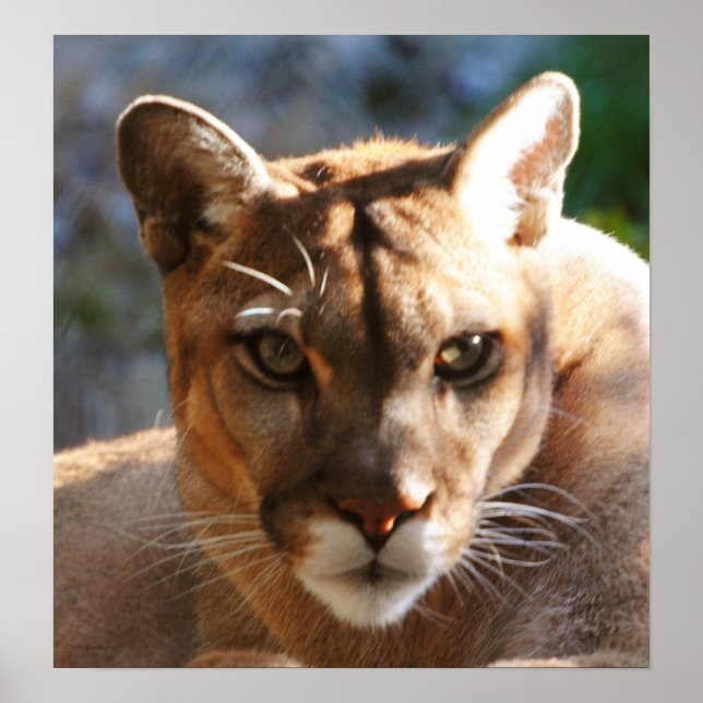 Affiche Puma Closeup (Devant)