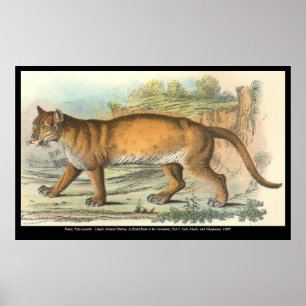 Affiche Puma (homonymie)