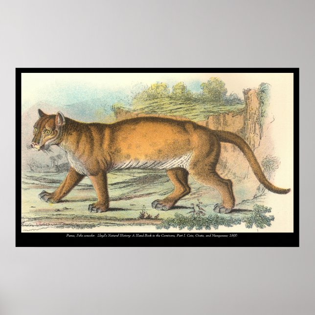Affiche Puma (homonymie) (Devant)