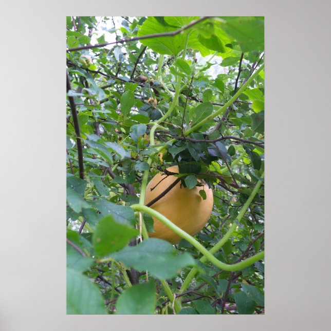 Affiche Pumpkin grows on a apple tree (Devant)