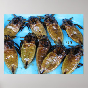 Affiche Punaise d'eau géante frite (Maeng Daa) ... Nourrit
