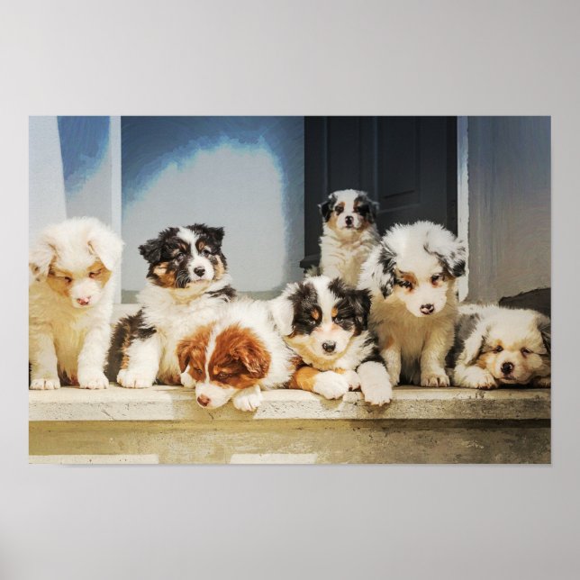 Affiche Puppies adorables (Devant)