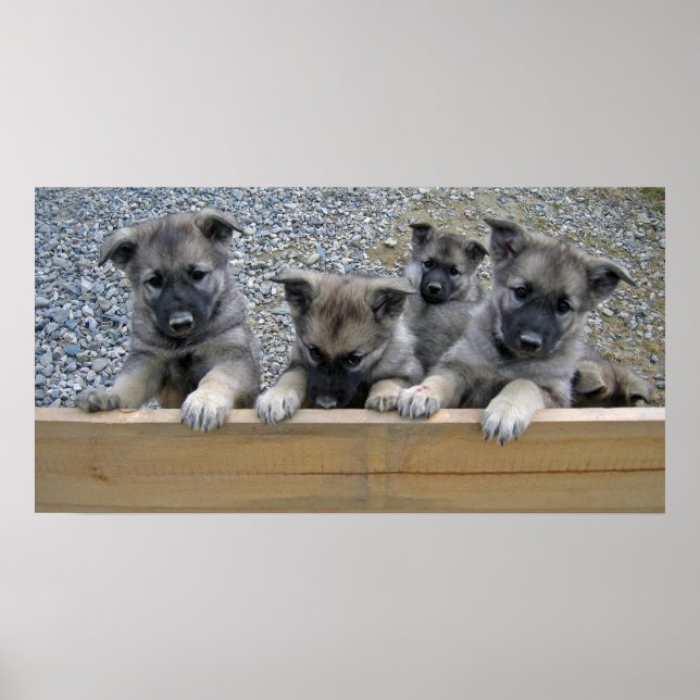 Affiche Puppies de Norvège (Devant)
