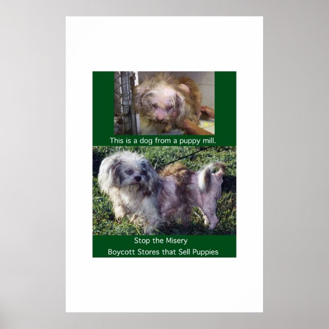 Affiche Puppy Mills brasse l'affiche Misery (Devant)