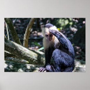 Affiche Pura vida pour le singe capucin à face blanche