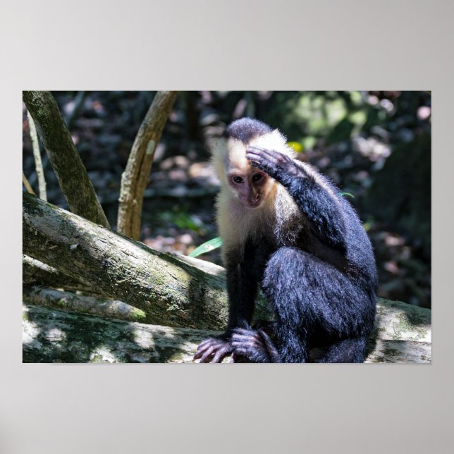Affiche Pura vida pour le singe capucin à face blanche (Devant)