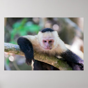 Affiche Pura vida pour le singe capucin à face blanche