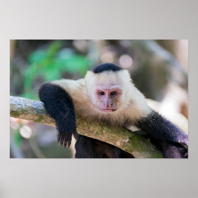 Affiche Pura vida pour le singe capucin à face blanche (Devant)