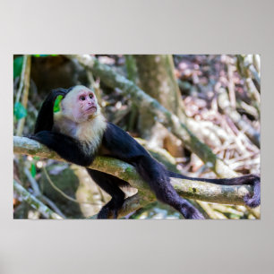 Affiche Pura vida pour le singe capucin à tête blanche