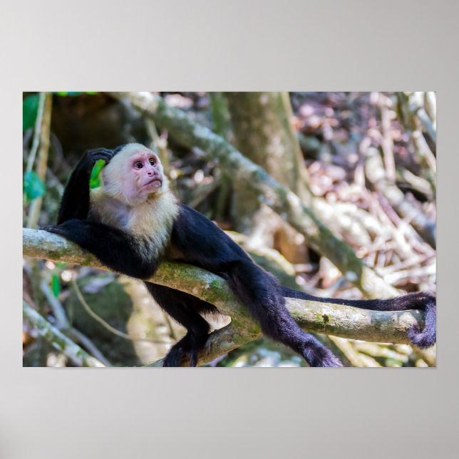 Affiche Pura vida pour le singe capucin à tête blanche (Devant)