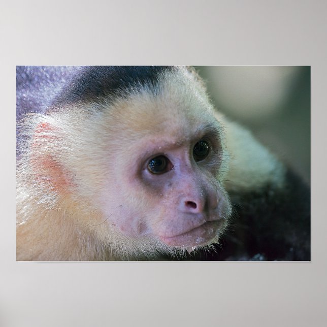 Affiche Pura vida pour le singe capucin à tête blanche (Devant)