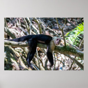 Affiche Pura vida pour le singe capucin à tête blanche