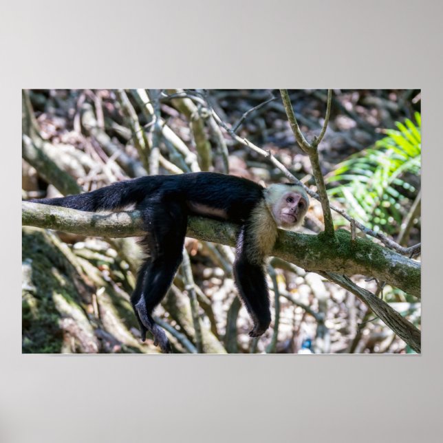 Affiche Pura vida pour le singe capucin à tête blanche (Devant)
