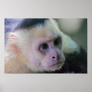 Affiche Pura vida pour singe capucin à tête blanche