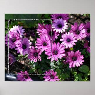 Affiche Purple African Daisy Flowame Frame Ajouter Votre P