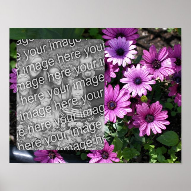 Affiche Purple African Daisy Flowame Frame Ajouter Votre P (Devant)
