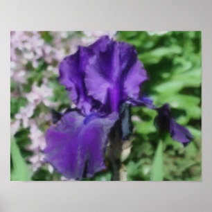 Affiche Purple Bearded Iris Flower Art Photo Painting