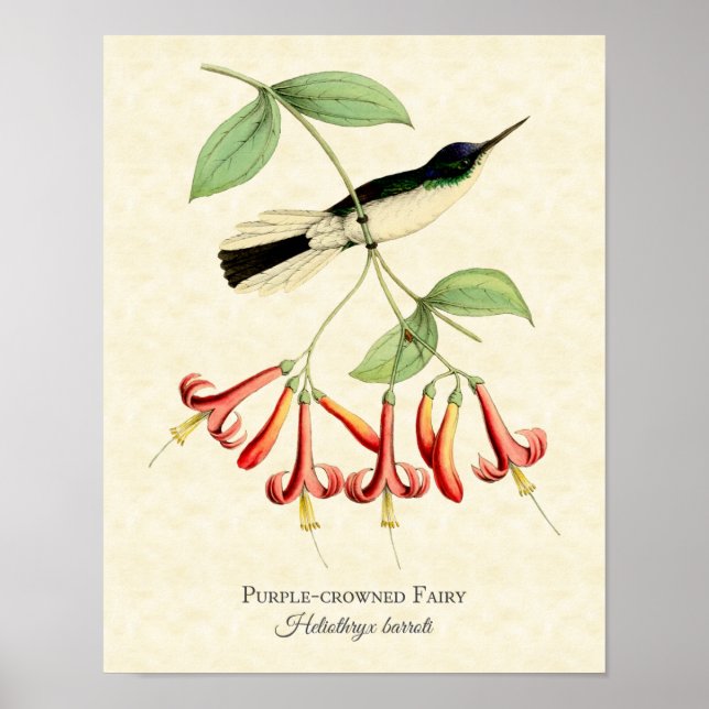 Affiche Purple Crowé Fairy Hummingbird Art Imprimer (Devant)