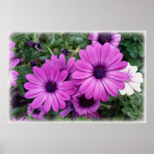 Affiche Purple daisies