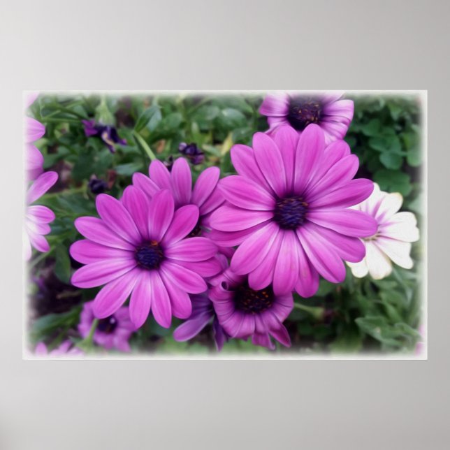 Affiche Purple daisies (Devant)