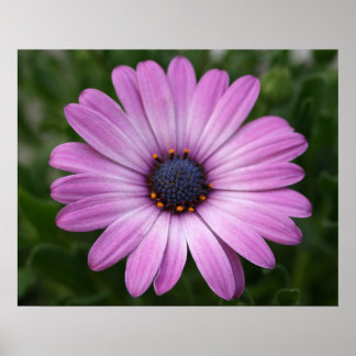 Affiche Purple Daisy