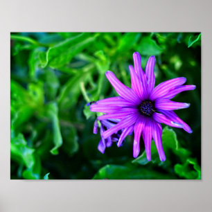 Affiche Purple Daisy dans un jardin d'été