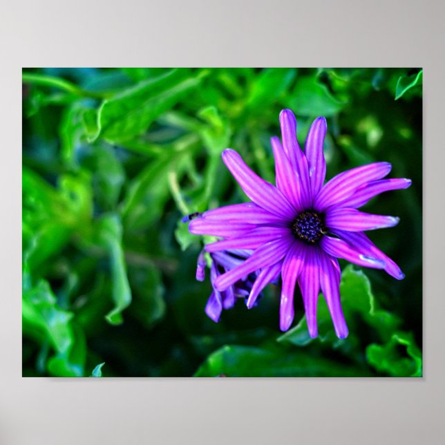 Affiche Purple Daisy dans un jardin d'été (Devant)