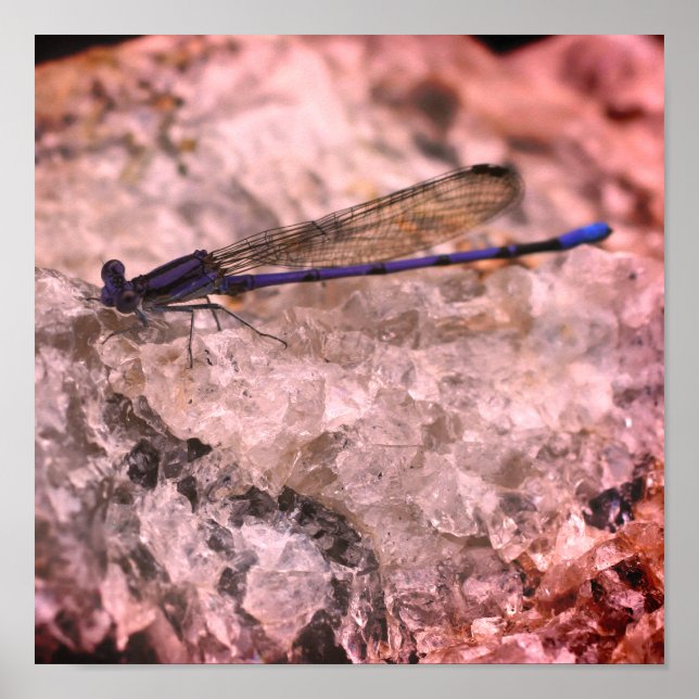 Affiche Purple Damselfly Sur Quartz Rock Gros plan (Devant)