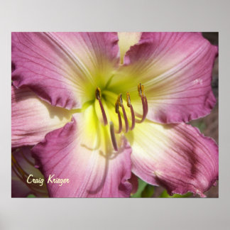 Affiche Purple Daylily