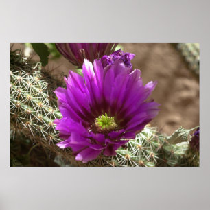 Affiche Purple Hedgehog