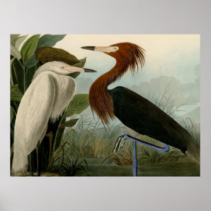 Affiche Purple Heron Audubon Bird Wildlife Painting