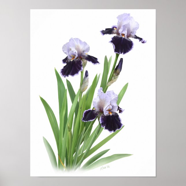 Affiche Purple Iris Trio Art original Imprimer (Devant)