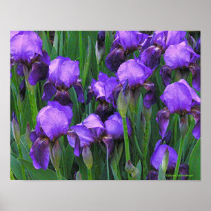AFFICHE "PURPLE IRISES"