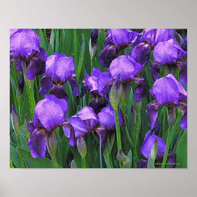 AFFICHE "PURPLE IRISES" (Devant)