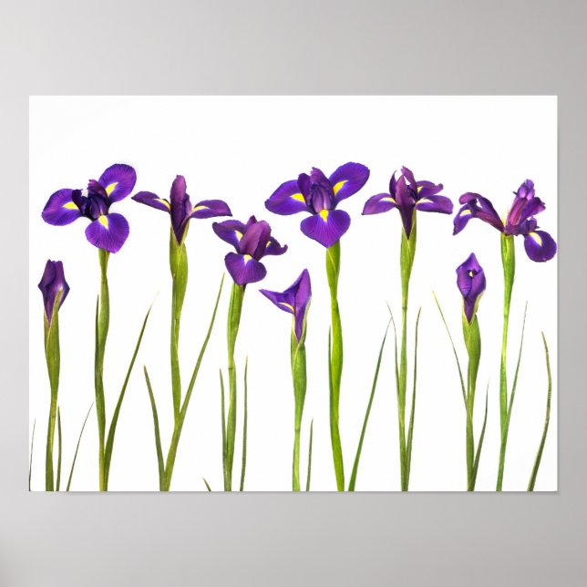 Affiche Purple Irises - Iris Flower Customisé Modèle (Devant)