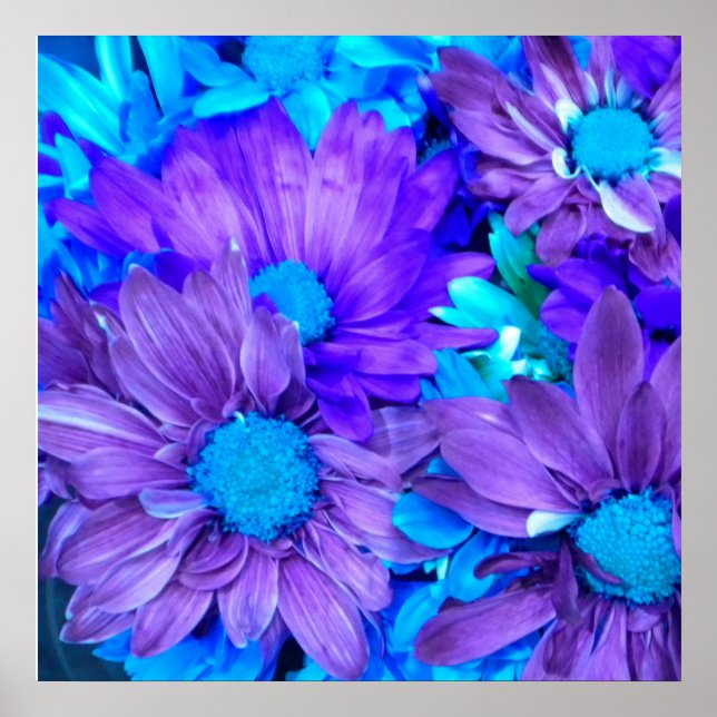 Affiche Purple N Turquoise Daisies (Devant)