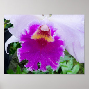 Affiche purple orchid flower