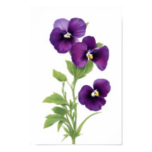 Purple Pansy