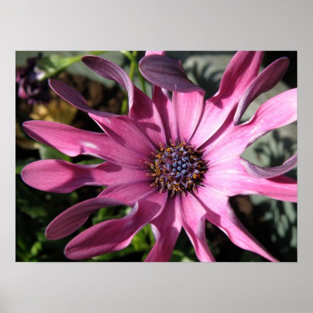 Affiche Purple Rain Daisy Imprimer (Devant)