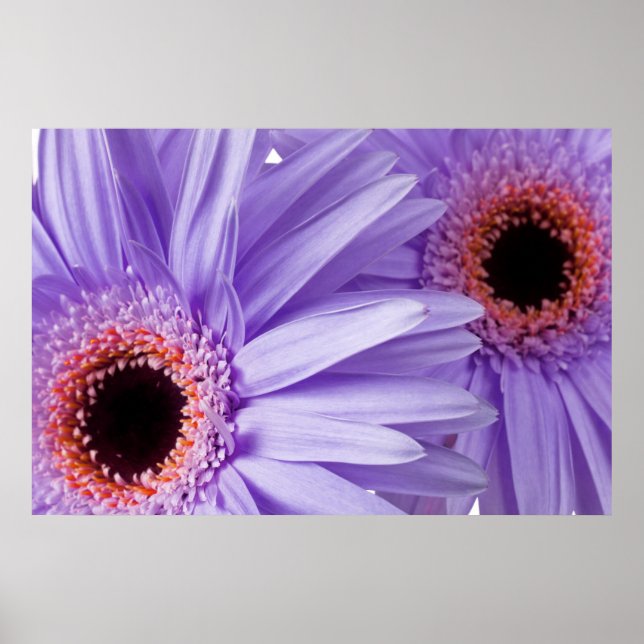 Affiche Purple rose marguerite Customisé Modèle de marguer (Devant)