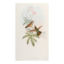 Purple-tailed Avocet Hummingbird by John Gould