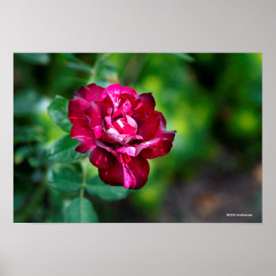 Affiche Purple Tiger Rose