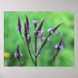 Affiche Purple Vervain Fleur sauvage peinture photo