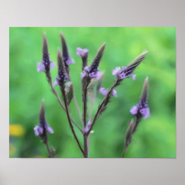 Affiche Purple Vervain Fleur sauvage peinture photo (Devant)