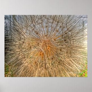 Affiche pusteblume 2007