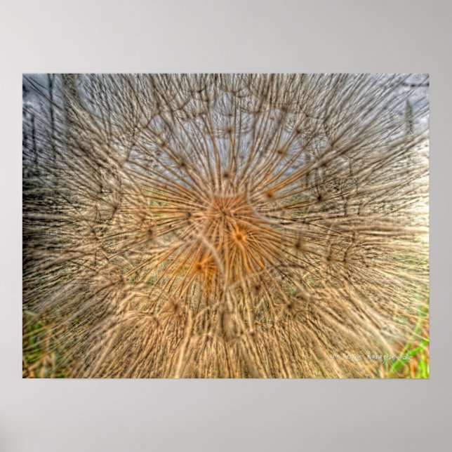 Affiche pusteblume 2007 (Devant)