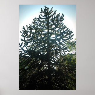 Affiche Puzzle de singe